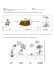 English worksheet: Growth and Needs of Plants