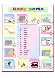 English Worksheet: Body parts vocabulary