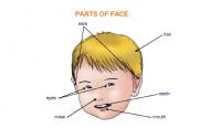 English worksheet: Parts of face
