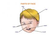 English Worksheet: Parts of face