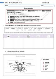 English Worksheet: Invertebrates