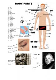 English Worksheet: human body