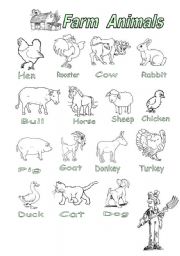 farm animals