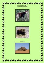 English worksheet: EXOTIC ANIMALS!!