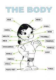 English Worksheet: THE BODY