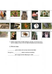 English worksheet: animals