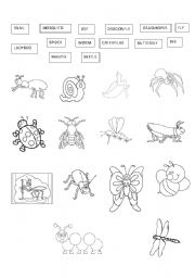 English Worksheet: Insects