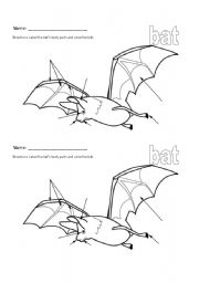 English worksheet: Bat Stellaluna Body Part Labeling Worksheet