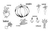 English worksheet: Harvest time autumn vegetables