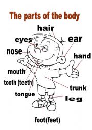 English Worksheet: the parts of the body