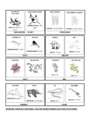 English worksheet: Comparison - Sea creatures