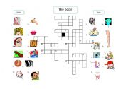 English Worksheet: A crossword puzzle - The body