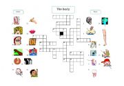 English worksheet: A crossword puzzle - The body