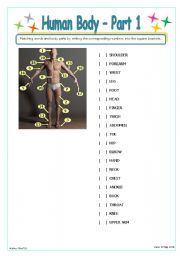 English Worksheet: Human Body - Part 1