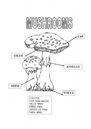 English Worksheet: The Mushrooms