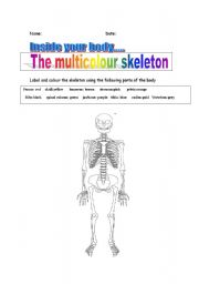 English worksheet: The multicolour skeleton