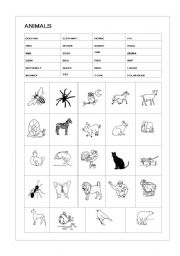 English worksheet: animals