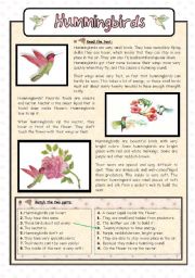 English Worksheet: Hummingbirds