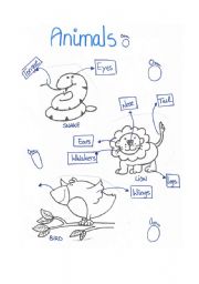 English Worksheet: animals (parts of the body)