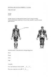 English Worksheet: the muscles