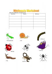 English worksheet: Minibeasts Grouping