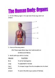 The Human Body: ORGANS