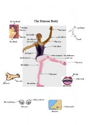 The Human Body