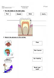 English worksheet: teeth