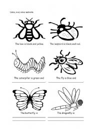 English Worksheet: Insects