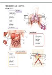 Hospital / medical: internal organs (body parts)
