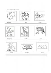 English worksheet: My favorite wild animals