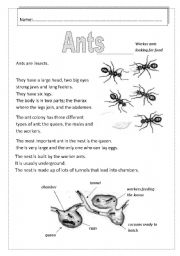 Ants