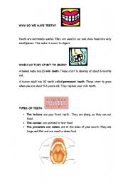 English Worksheet: Our teeth. Explanation and exercises.