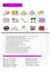 English Worksheet: BODY PARTS. DEFINITIONS AND TRUE OR FALSE EXERCISE.