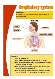 English Worksheet: Basic respiratory system