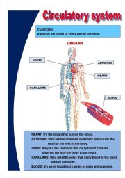 English Worksheet: Basic circulatory system