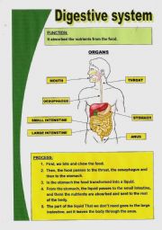 English Worksheet: Basic digestive system