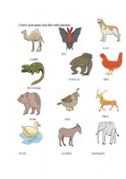 English worksheet: wild animals