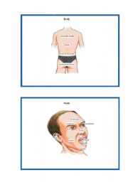 English Worksheet: Parts of the Body