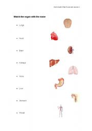 English Worksheet: matching organs