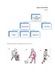 English Worksheet: THE CIRCULATORY SYSTEM