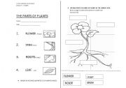 English Worksheet: THE PLANT 