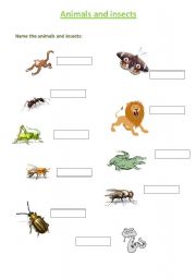 English Worksheet: Animals and insects