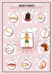 English Worksheet: BODY PARTS