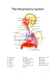 English Worksheet: The respiratory system