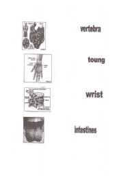 English Worksheet: science work sheet
