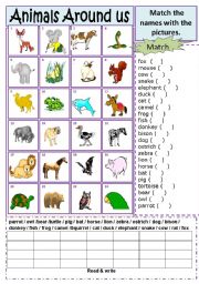 English Worksheet: Animals Match