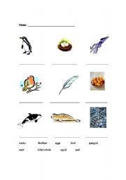 English worksheet: Penguin Vocabulary Match
