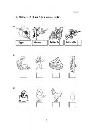 English Worksheet: Life Cycle of Living Things