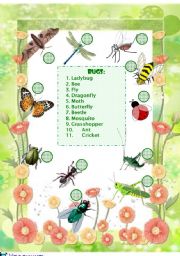 Bugs Vocabulary